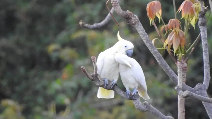 1758951639499-burung-kakatua-kecil-jambul-kuning-situs-resmi-tn-komodo-httpskomodonpcom-1758895308106_169