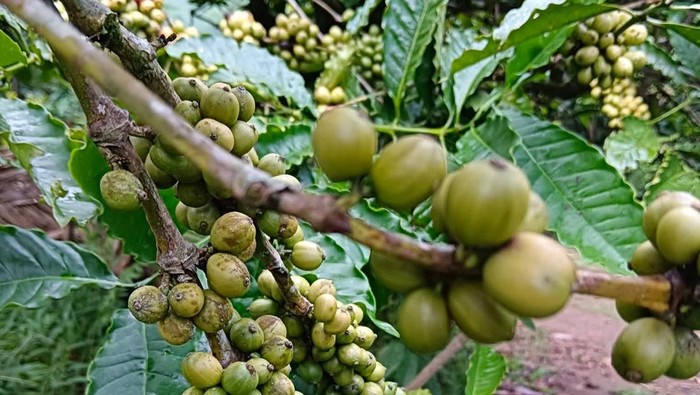 1758951666367-kopi-robusta-pupuan-yang-memiliki-rasa-identik-dan-terkenal-hingga-mancanegara-dok-facebook-kopi-robusta-pupuan-1758882463915_169