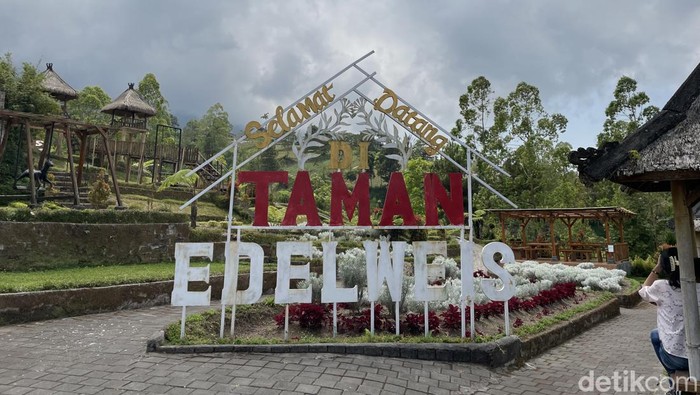 1759037261691-menikmati-indahnya-taman-bunga-edelweis-tanpa-mendaki_169