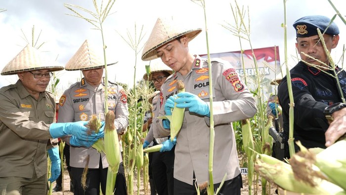 1759037300173-panen-jagung-1759022232805_169