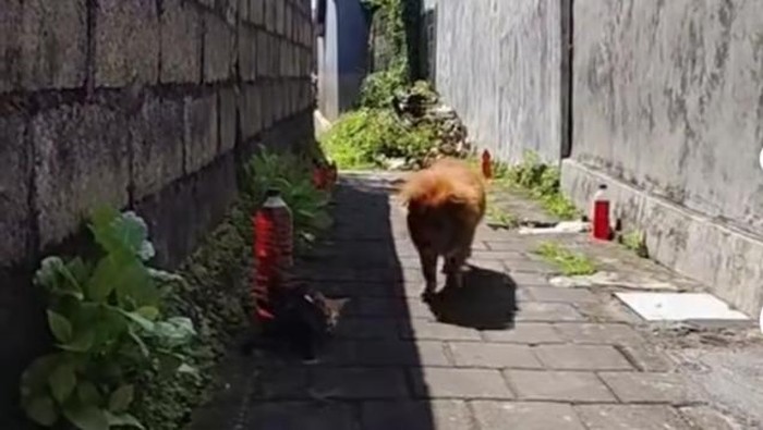 1759728509191-botol-berisi-cairan-merah-yang-di-sebuah-gang-kecil-di-bali-viral-di-media-sosial-foto-tangkapan-layar-instagram-lensabali-1759723405141_169