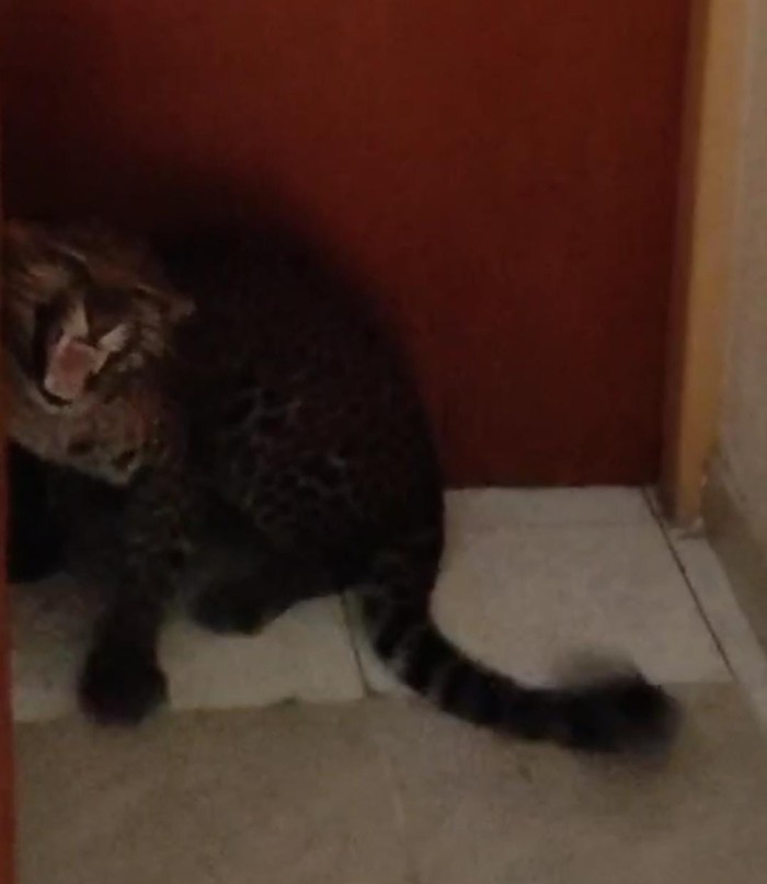 1759728558213-macan-tutul-di-hotel-bandung-1759717697055