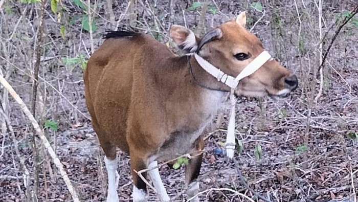 1759923328366-sapi-warga-hilang-1759912081844_169