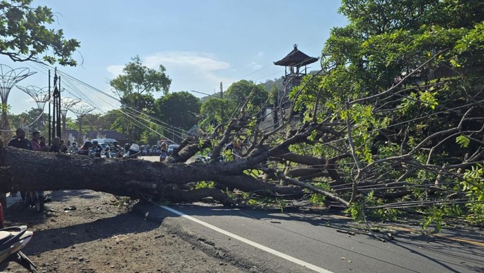 1760376579105-pohon-tumbang-tutup-jalur-perbatasan-karangasem-klungkung-yang-menyebabkan-kemacetan-panjang-senin-13102025-1760357662486_169