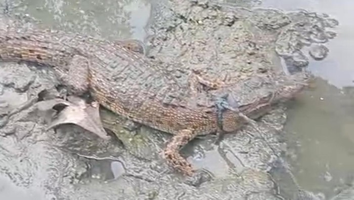 1760420027580-buaya-muara-di-kupang-1760409336264_169