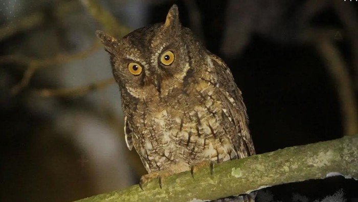 1760420188353-celepuk-rinjani-hewan-endemik-yang-hidup-di-gunung-rinjani-lombok-dan-masuk-ke-dalam-spesies-burung-hantu-terkecil-di-indonesi-1760345410487_169