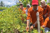 1760656566777-sekda-kota-mataram-lalu-alwan-basri-saat-melihat-kualitas-cabai-di-greenhouse-milik-petani-di-lombok-timur-kamis-16102025-foto-1760622077206_169