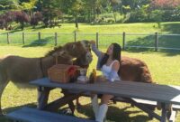 1761284286521-serunya-berwisata-di-bali-farm-house-bisa-menunggangi-kuda-poni-hingga-piknik-ditemani-keledai-1