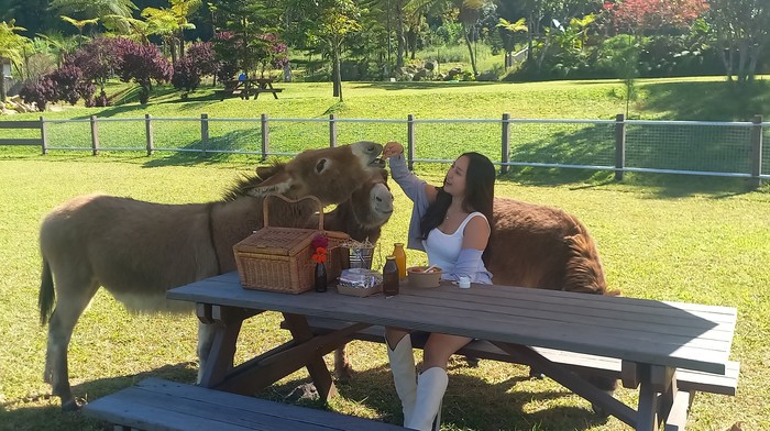 1761284286521-serunya-berwisata-di-bali-farm-house-bisa-menunggangi-kuda-poni-hingga-piknik-ditemani-keledai-1