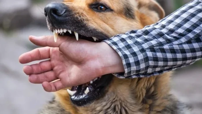 1761391506627-pemilik-resto-ini-meninggal-usai-kena-rabies-saat-masak-daging-anjing_169