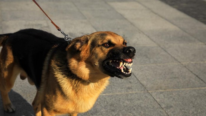 1761413350499-ilustrasi-anjing-rabies_169