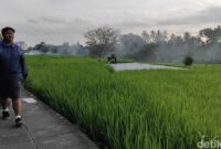 1761478268633-hamparan-sawah-hijau-di-jogging-track-subak-penarungan-mengwi-badung-bali-foto-agus-ekadetikbali-1761464140539_169