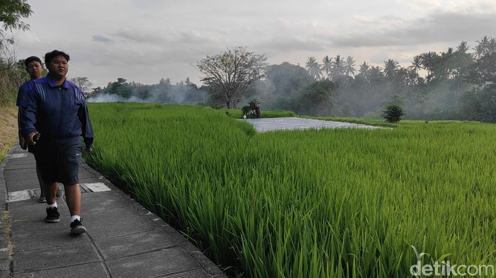 1761478268633-hamparan-sawah-hijau-di-jogging-track-subak-penarungan-mengwi-badung-bali-foto-agus-ekadetikbali-1761464140539_169