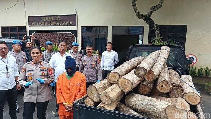 1761543043945-mariono-tersangka-kasus-illegal-logging-digiring-petugas-saat-konferensi-pers-di-polres-jembrana-senin-271020205-foto-i-putu-a-1761535054554_169