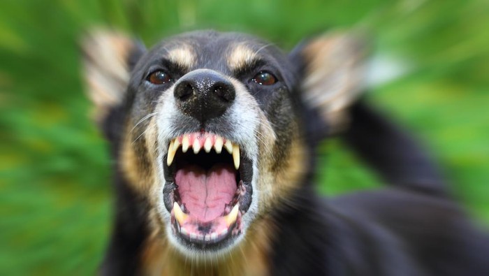 1761606994904-ilustrasi-rabies_169