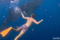 1761716178229-para-pengunjung-yang-berenang-bersama-dengan-hiu-paus-di-teluk-saleh-sumbawa-ntb-dokumentasi-tur-operator-muhaidin-1_169