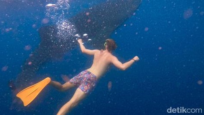 1761716178229-para-pengunjung-yang-berenang-bersama-dengan-hiu-paus-di-teluk-saleh-sumbawa-ntb-dokumentasi-tur-operator-muhaidin-1_169