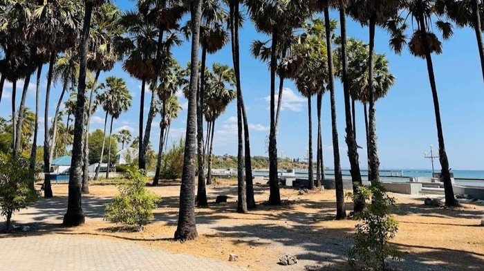 1761802572004-pohon-lontar-di-pantai-lasiana-kota-kupang-tangkapan-layar-google-mapssubagio2024-1761727303786_169