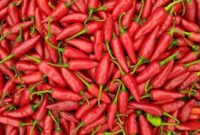 1761845439896-ilustrasi-cabai_169