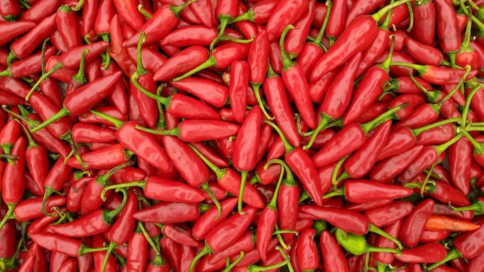 1761845439896-ilustrasi-cabai_169