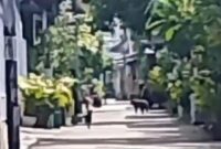 1762428863941-monyet-masuk-perumahan-1762418835068_169