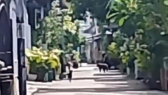 1762428863941-monyet-masuk-perumahan-1762418835068_169