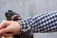 1762450253293-ilustrasi-digigit-anjing_169