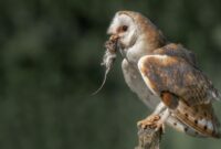 1762688038574-burung-hantu-1745126607338_169