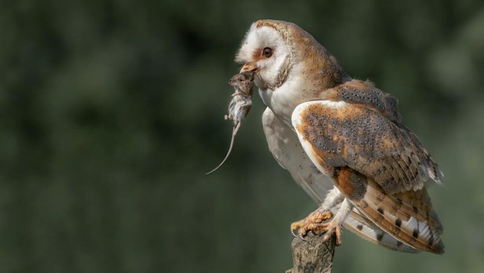 1762688038574-burung-hantu-1745126607338_169