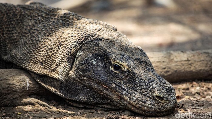 1762753006496-mengamati-komodo-langsung-dari-habitatnya-3_169