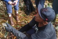 1763357601657-ular-king-kobra-ditemukan-bersarang-di-pohon-bambu-di-banjar-payangan-greseh-kecamatan-marga-tabanan-sabtu-15112025-istimewa-1763280648562_169