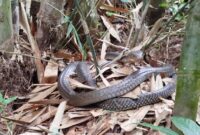 1763379515790-king-cobra-tabanan-1763368155150_169