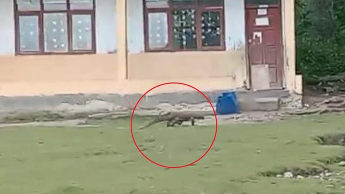 1763831108550-komodo-berkeliaran-di-area-sekolah-di-kecamatan-komodo-manggarai-barat-ntt-foto-dok-riana-farid-1763729719814_169