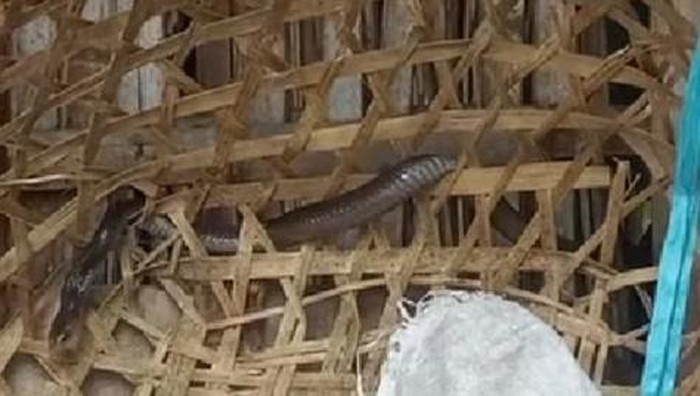 1763895963851-evakuasi-ular-kobra-1763825746887_169