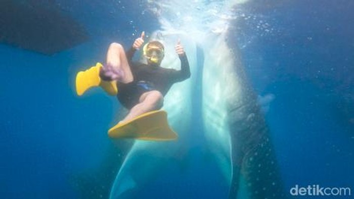 1764111883635-para-pengunjung-yang-berenang-bersama-dengan-hiu-paus-di-teluk-saleh-sumbawa-ntb-dokumentasi-tur-operator-muhaidin_169