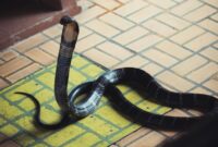 1764155146785-ular-kobra-masuk-rumah-1761887517679_169