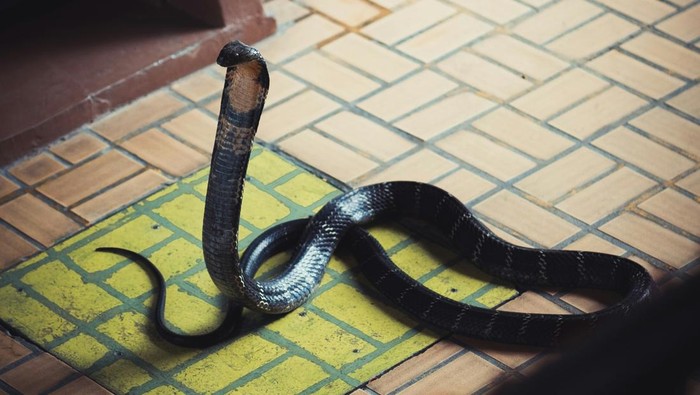 1764155146785-ular-kobra-masuk-rumah-1761887517679_169