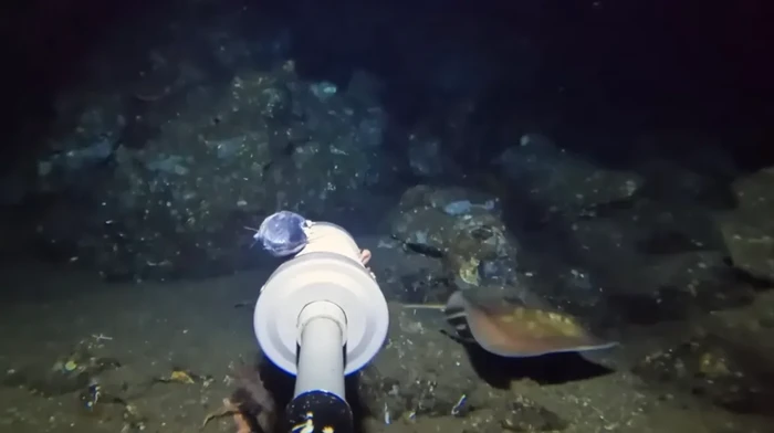 1764263120077-spesies-ikan-pari-langka-terekam-kamera-youtuber-1764241429567_169
