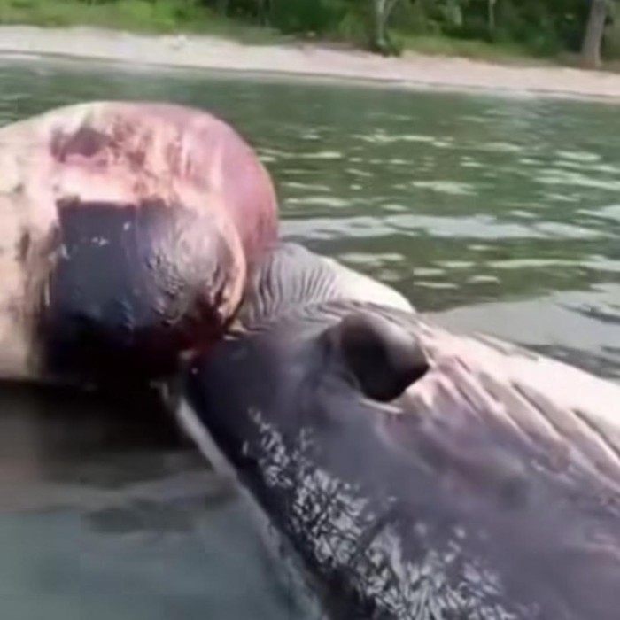 1764327967001-paus-mati-terdampar-di-perairan-brang-sedo-pulau-moyo-kabupaten-sumbawa-nusa-tenggara-barat-ntb-jumat-28112025-tangkapan-layar-1764326838406_11