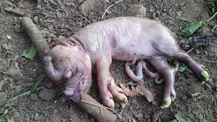1764435914250-seekor-anak-babi-lahir-dengan-wajah-mirip-gajah-di-manggarai-barat-ntt-sabtu-29112025-dok-dedy-hengki-1764421954688_169