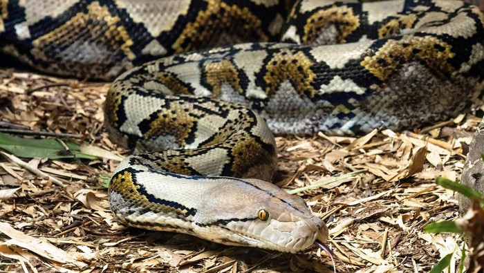 1764565600171-ilustrasi-ular-piton_169