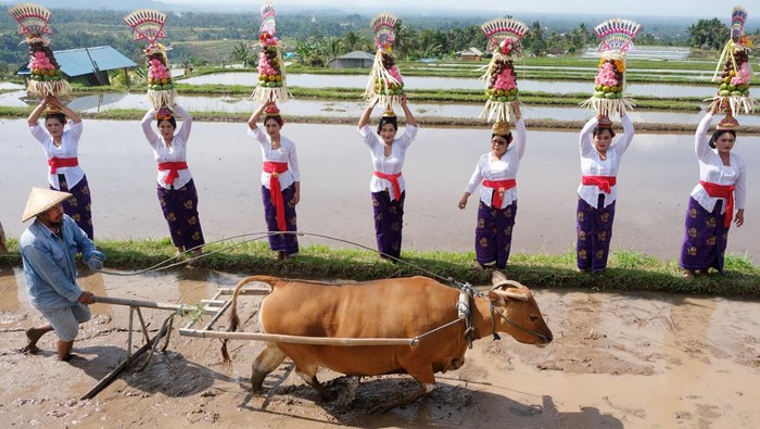 1764651954922-jatiluwih-festival-2025-di-bali-1752912463933_169