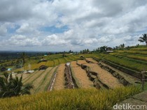 1764738347175-gubuk-gubuk-jadi-tempat-berjualan-di-tengah-persawahan-jatiluwih-kecamatan-penebel-tabanan-bali-rabu-3122025-krisna-pradipta-1764733941870_43