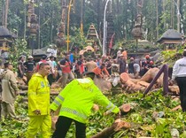 1764781579460-petugas-melakukan-pembersihan-akibat-pohon-tumbang-di-objek-wisata-sangeh-monkey-forest-desa-sangeh-kecamatan-abiansemal-badun-1764765957836_43