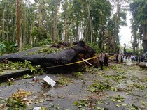 1764824770805-situasi-depan-pura-bukit-sari-sangeh-pasca-tragedi-pohon-tumbang-di-falam-kawasan-objek-wisata-sangeh-kecamatan-abiansemal-bad-1764812347728_43