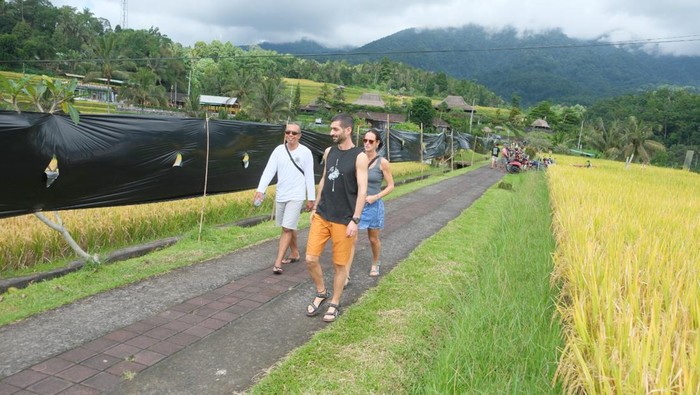 1764932758332-sejumlah-wisatawan-melintas-di-depan-bentangan-plastik-hitam-yang-dipasang-oleh-petani-di-kawasan-subak-jatiluwih-tabanan-bali-1764926180911_169