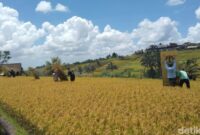 1764997535867-pemasangan-seng-oleh-petani-di-dtw-jatiluwih-sebagai-bentuk-protes-soal-penyegelan-usaha-kamis-4122025-krisna-pradipta-1764832511363_169