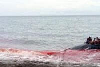 1765105569619-berburu-ikan-paus-di-lamalera-lembata-ntt-istimewa-1765091852310_43