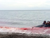 1765105569619-berburu-ikan-paus-di-lamalera-lembata-ntt-istimewa-1765091852310_43