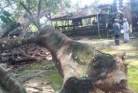 1765105570061-cabang-pohon-bunut-bulu-tumbang-menimpa-sejumlah-bangunan-dan-pelinggih-di-pura-puseh-desa-adat-samsam-kecamatan-kerambitan-ta-1765090079517_43